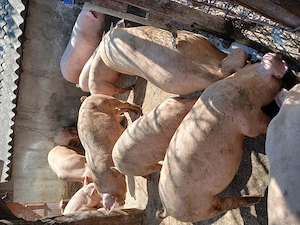 Porci si purcei ! 
