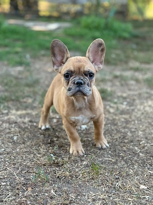 bulldog francez fetita - imagine 3