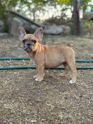 bulldog francez fetita