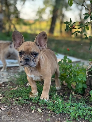 bulldog francez fetita - imagine 4