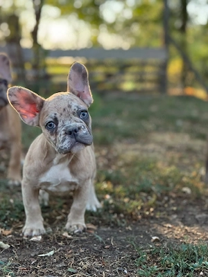 Bulldog francez merle crem - ochii albaștrii