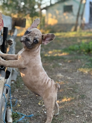 Bulldog francez merle - ochii albaștrii - posibilitate transport  - imagine 3