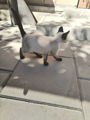 Pisoi Birmanez caut familie noua. 