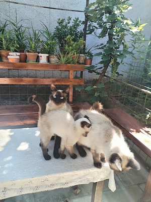 Pisoi Birmanez caut familie noua.  - imagine 2