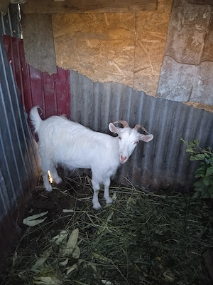 2 capre bune de lapte