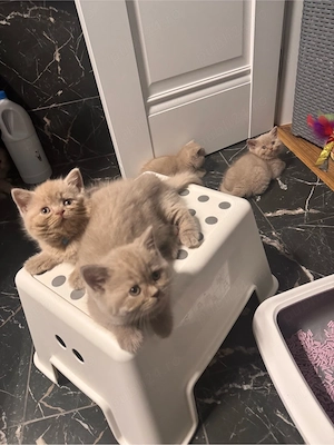 Pui pisica british shorthair lilac - imagine 4