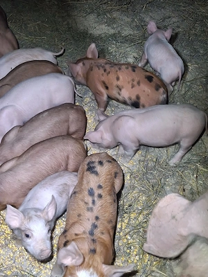 Vand porci din rasele landrace,marele alb,pietrain,duroc. - imagine 6