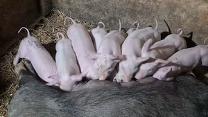 Vand porci din rasele landrace,marele alb,pietrain,duroc. - imagine 9