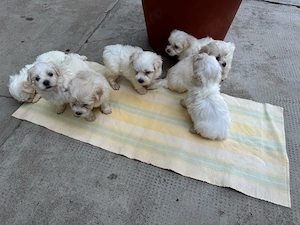 Pui de Bichon Maltez - imagine 3