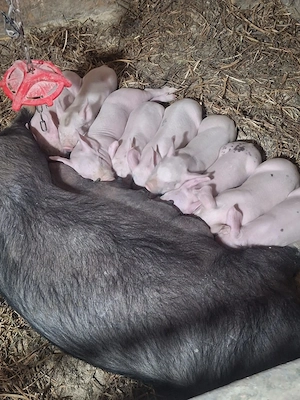 Vand porci din rasele landrace,marele alb,pietrain,duroc. - imagine 5