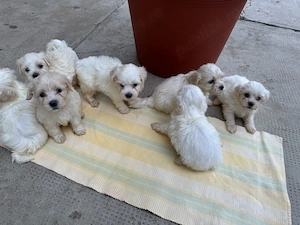 Pui de Bichon Maltez - imagine 2