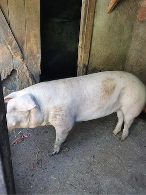 Vand porci