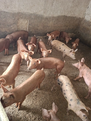purcei duroc