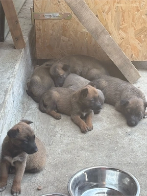 Vând Căței Belgian Malinois