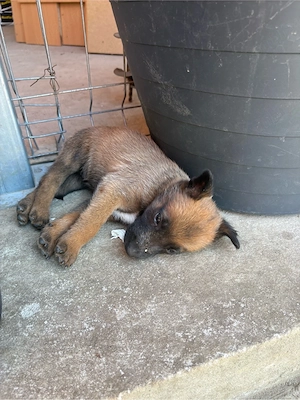 Vând Căței Belgian Malinois