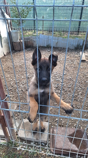    Cățelușă Malinois   2 luni - imagine 2