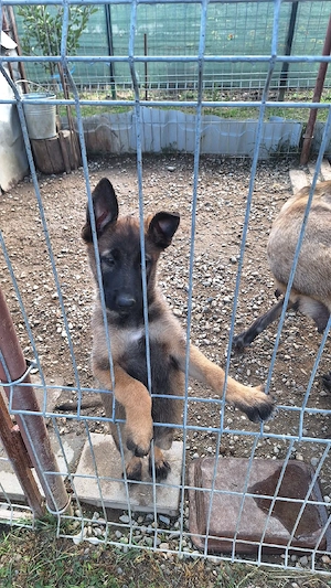    Cățelușă Malinois   2 luni