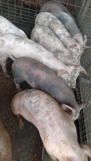 Purcei de vânzare!