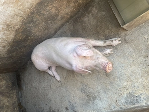 Disponibil scroafa landrace 