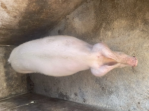 Disponibil scroafa landrace  - imagine 2