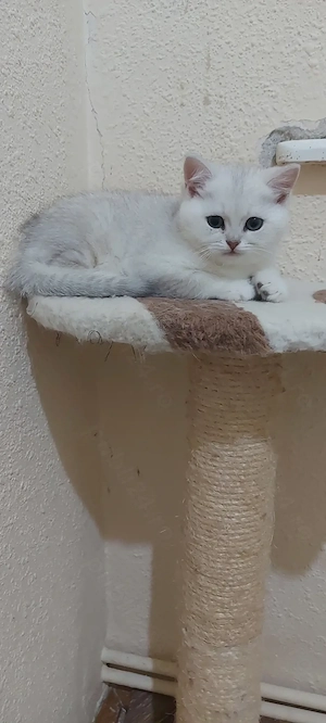 British shorthair silver  - imagine 2