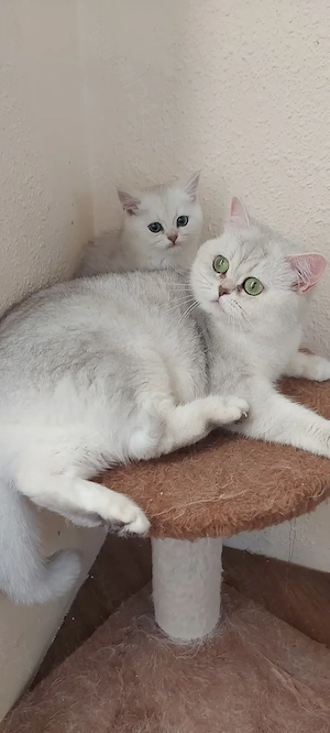 Metis British shorthair chinchilla fetita 
