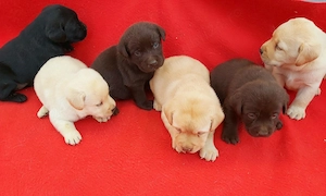 Labradori de toate culorile - imagine 3