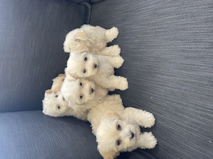Puiuți bichon maltez drăgălași și jucausi
