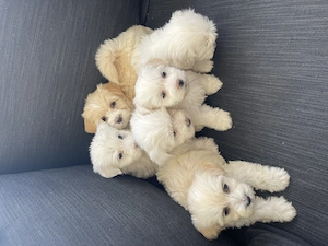 Puiuți bichon maltez drăgălași și jucausi - imagine 2
