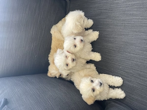 Puiuți bichon maltez drăgălași și jucausi - imagine 4