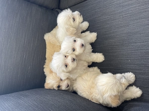Puiuți bichon maltez drăgălași și jucausi - imagine 3
