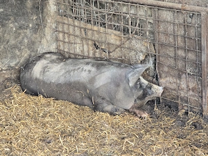 Vand porc rasa  Pietran de carne - 250 kg