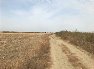 Vând 1,04 Ha Teren Agricol Arad (Santoma)   Lângă Autostrada A1 - imagine 2