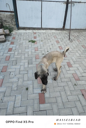 Doi masculii de kangal în vârstă de 4 luni vaccinați deparazitati comform vârstei - imagine 3