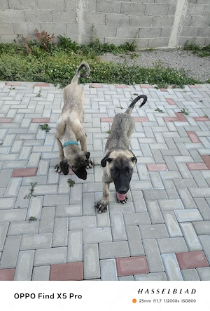Doi masculii de kangal în vârstă de 4 luni vaccinați deparazitati comform vârstei - imagine 2