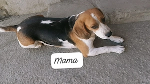 Beagle tricolor  - imagine 2