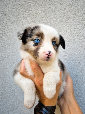 Border Collie pedigree export  - imagine 2