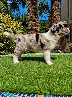 Border Collie pedigree export  - imagine 5