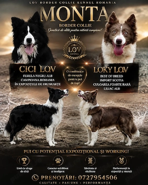 Border Collie pedigree export 