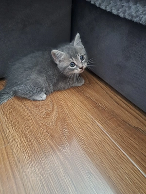 Puiuți  British Shorthair