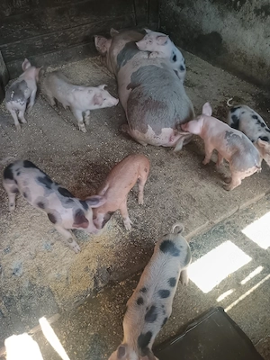 purcei de vânzare 