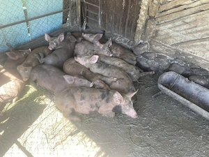 Vand porci de 40-50kg 