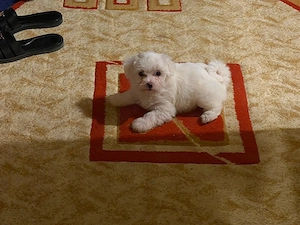 Bichon Maltez toy - imagine 2
