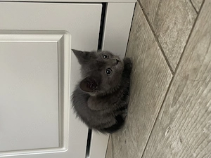  Pisici British Shorthair și Scottish Fold de vânzare  - imagine 2