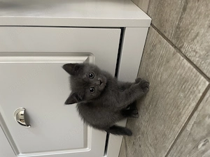  Pisici British Shorthair și Scottish Fold de vânzare 
