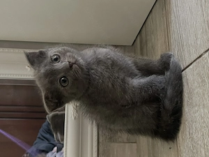  Pisici British Shorthair și Scottish Fold de vânzare  - imagine 4