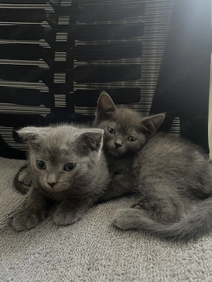  Pisici British Shorthair și Scottish Fold de vânzare  - imagine 5