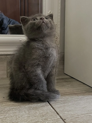  Pisici British Shorthair și Scottish Fold de vânzare  - imagine 3