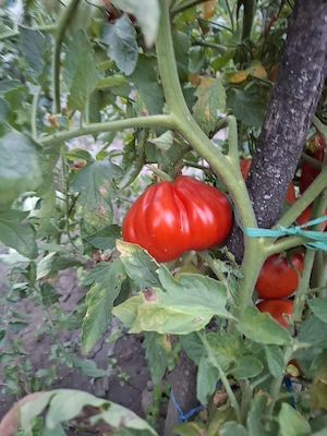 Rosii de vânzare (5 lei   kg)