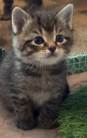 American shorthair 